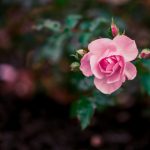 探索www.必赢棋牌.com:尽享多样棋牌娱乐体验 cakyxs